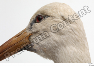 Black stork head 0009.jpg